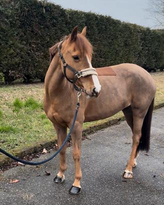 Vendita pony femmina 143 cm 10 anni