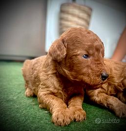 Cuccioli di barboncino nano/toy
