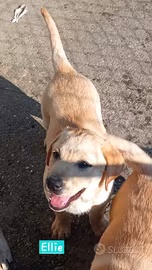 Cuccioli labrador