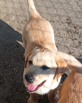 Cuccioli labrador