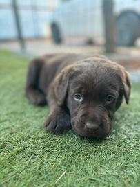 Ultimo cucciolo di Labrador Chocolate disponibile