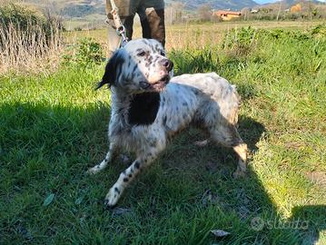 cane da caccia