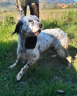 cane da caccia