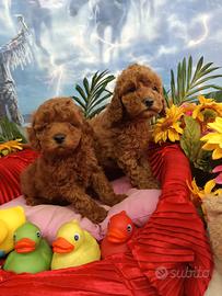 Red e Toby Cuccioli Barboncino Rossi Tag. Piccola