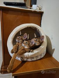 Abissini gattini