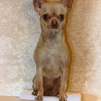 Chihuahua color chiaro
