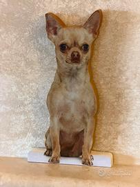 Chihuahua color chiaro