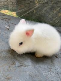 Coniglietto testa di leone nano A.f.f.a.r.e