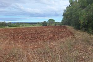 Terreno agricolo nei pressi di Fertilia