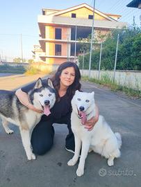 Cuccioli di Husky siberiano