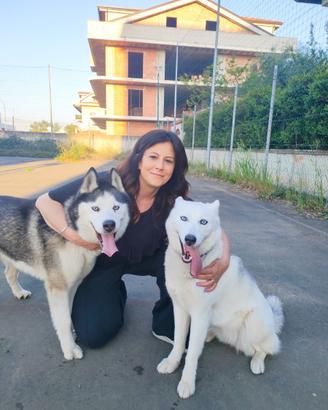 Cuccioli di Husky siberiano