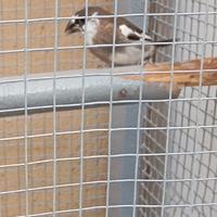 Passeri del Giappone