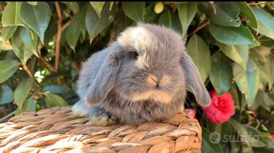 Coniglio MINILOP BLU