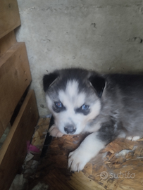 Husky siberiano