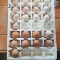 Uova brahma e ovaiole miste