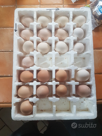 Uova brahma e ovaiole miste