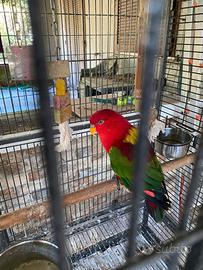 Lory rosso