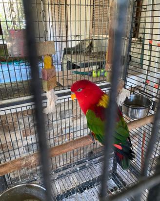 Lory rosso