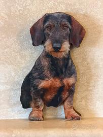 Bassotto a pelo ruvido