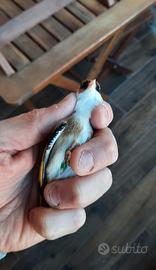 Cardellini con acianismo