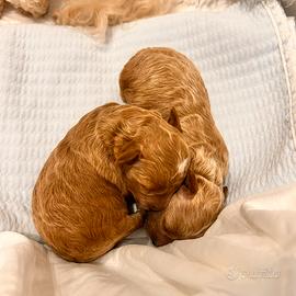 Barboncino toy fulvo