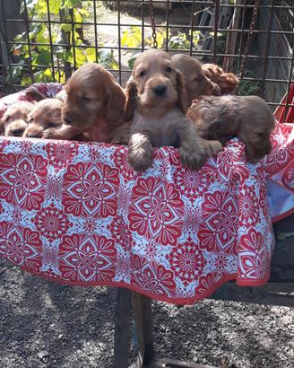 Cuccioli di cocker spaniel inglese