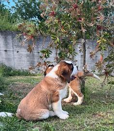San Bernardo cuccioli riproduzione Selezionata