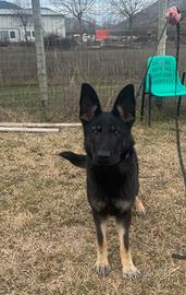 Pastore tedesco con pedigree Enci