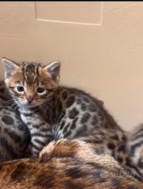 Cuccioli gatti bengala