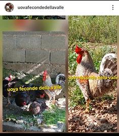 Galline "verde"