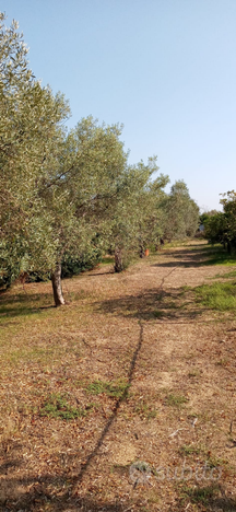 Terreno agricolo