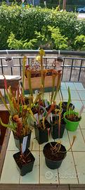 piante carnivore Sarracenia flava atropurpurea 