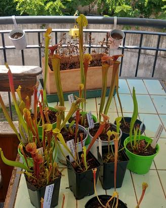 piante carnivore Sarracenia flava atropurpurea 