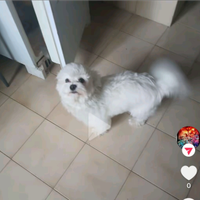 Maltese