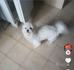 Maltese