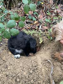 Cucciolo a avviata al tartufo bianco