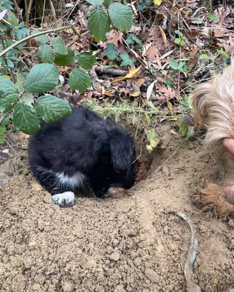 Cucciolo a avviata al tartufo bianco
