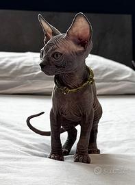 Sphynx Cuccioli