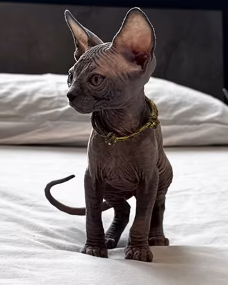 Sphynx Cuccioli