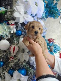 Cuccioli Maltipoo