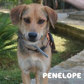 Penelope, un anno, taglia media