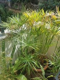 Pianta Papiro Egiziano Cyperus alternifolius