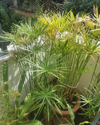 Pianta Papiro Egiziano Cyperus alternifolius