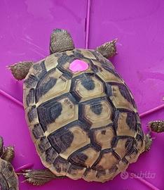Tartarughe Hermanni 4 anni
