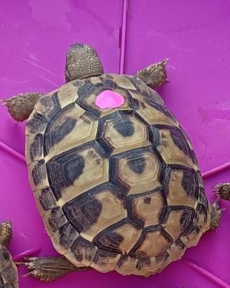Tartarughe Hermanni 4 anni