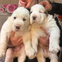 Cuccioli di alabai con pedigree