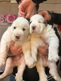 Cuccioli di alabai con pedigree