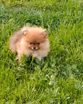 Cuccioli di spitz tedesco con pedigree