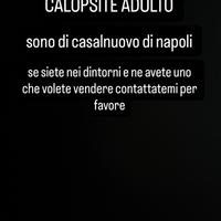 Pappagallo calopsite