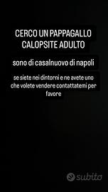 Pappagallo calopsite